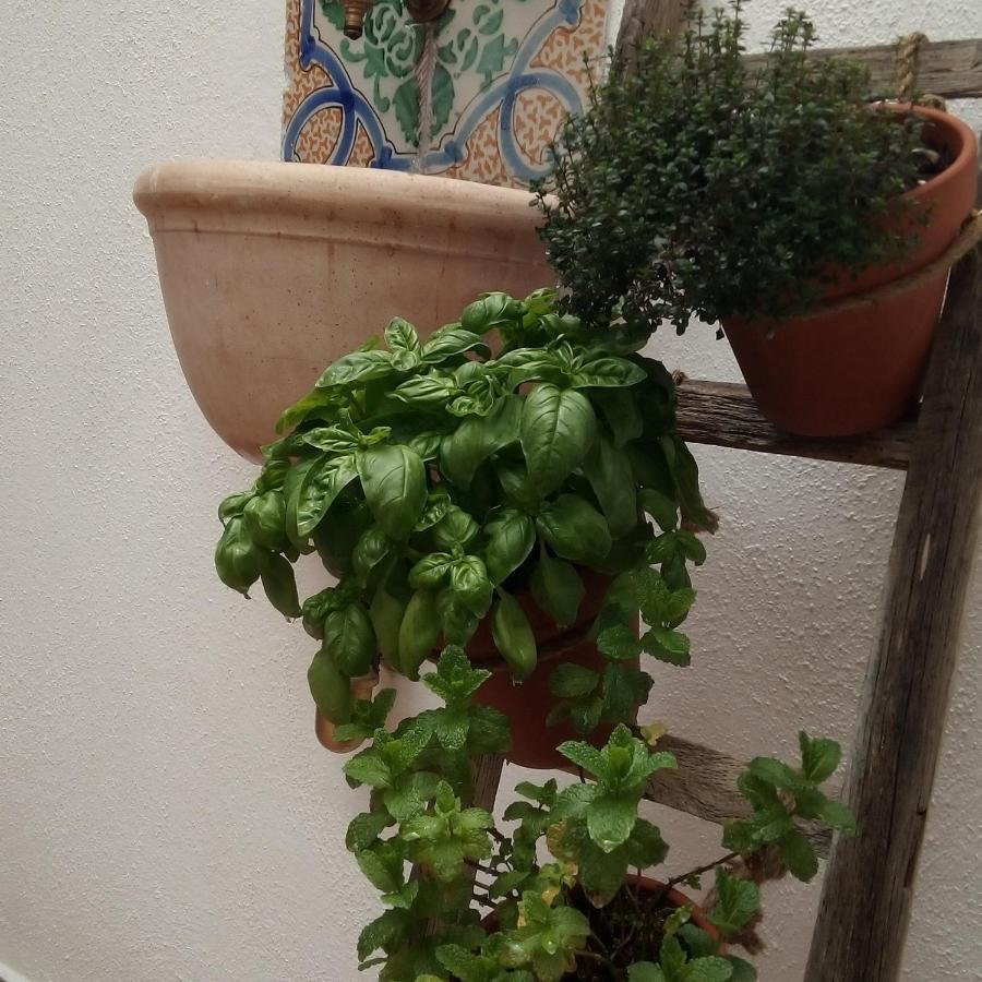 Il Terrazzino Sul Kemonia Appartement Palermo Buitenkant foto